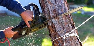 Trusted Breckenridge, TX Tree Removal and Landscaping Services Experts